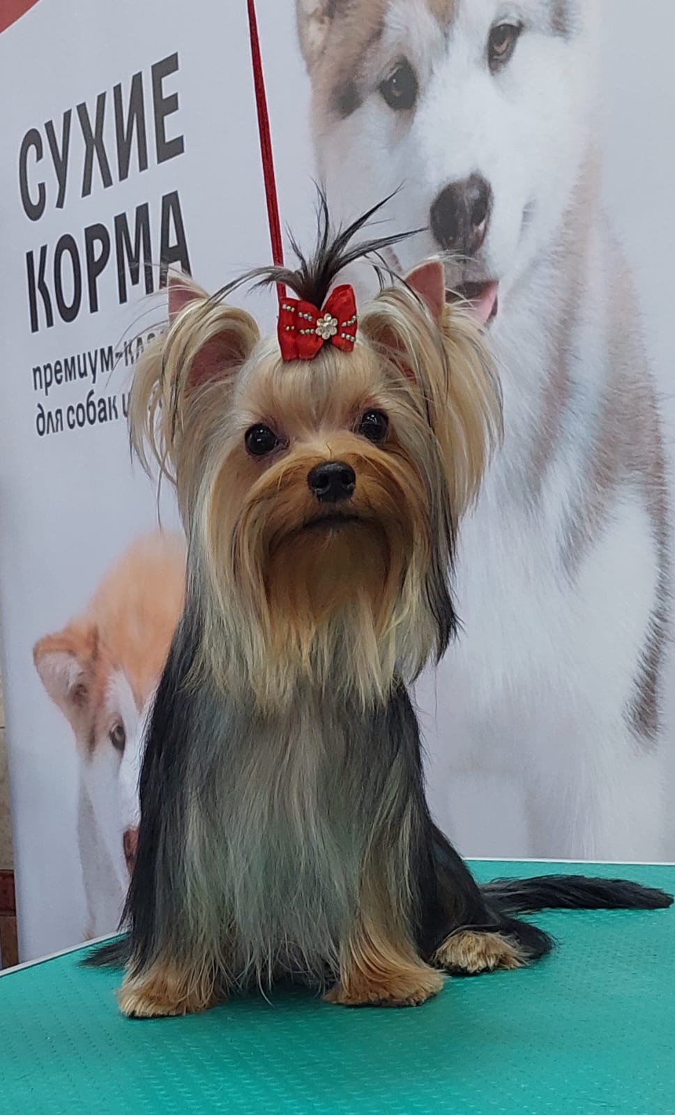 BONMARI VIZAR BONMARI VIZAR SHAKIRA &mdash; Labaza DogPedigree YorkshireTerrier